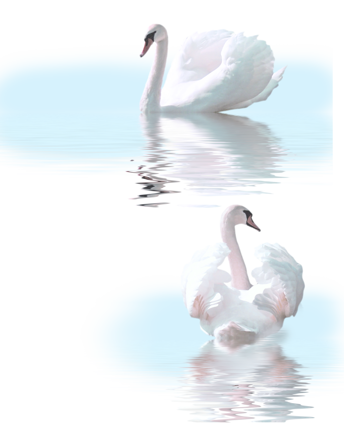 Белый лебедь летит