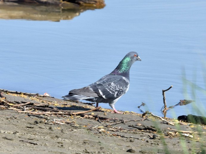 Сизоворонка Coracias garrulus