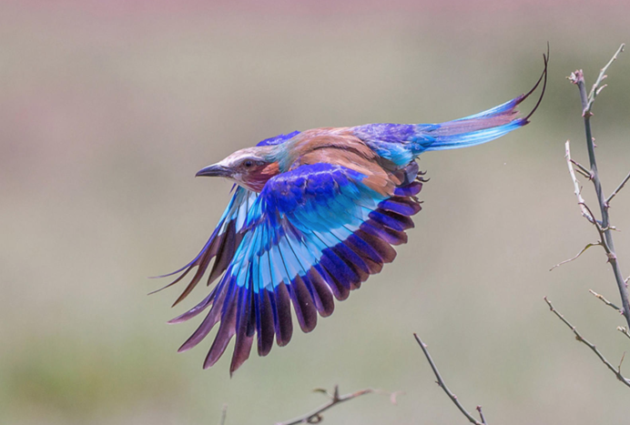 Сизоворонка - Coracias garrulus (Linnaeus, 1758)