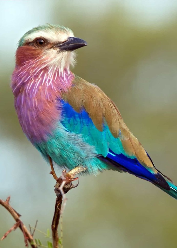 Sapphire Bird