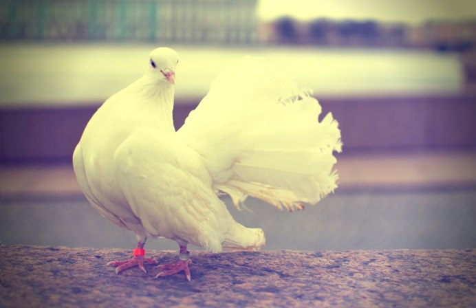 Коричневая Горлица