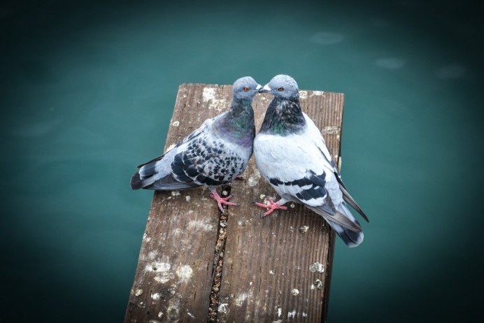 Птицы над храмом