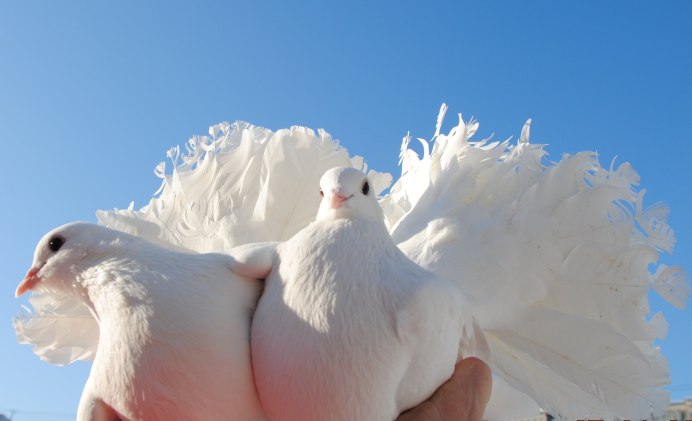 Синее небо с голубями