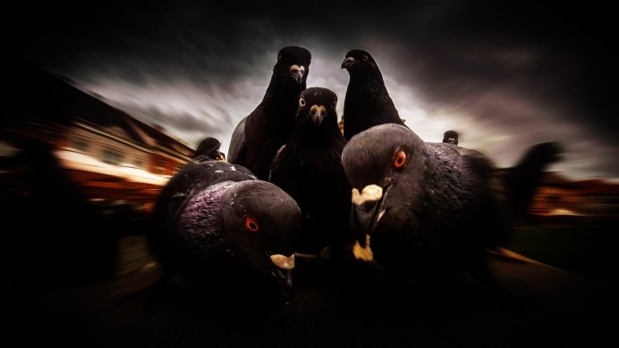 Белые голубки