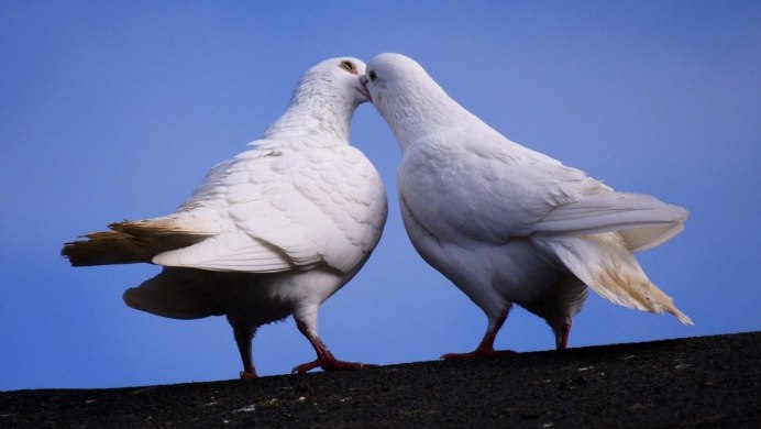 Воронежские зоревые голуби