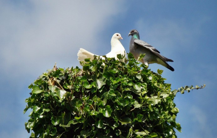 Голуби Такла миски
