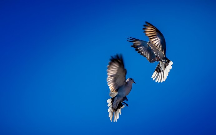 Небо с голубями фон