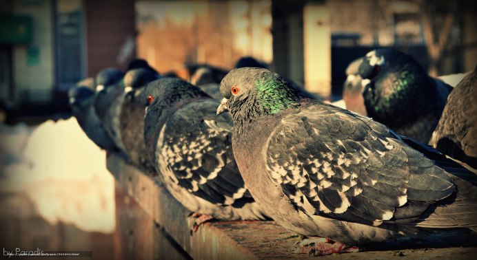 Голубь 1920x1080