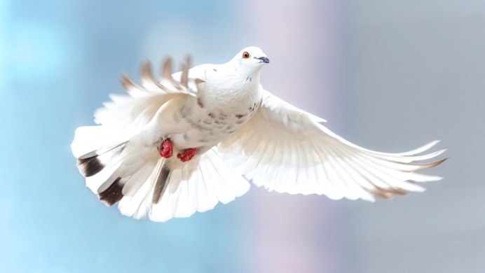 Влюбленные голуби