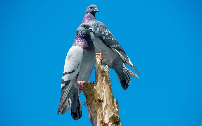 Голубь сидит