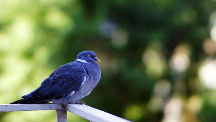 Голубь монах Турман