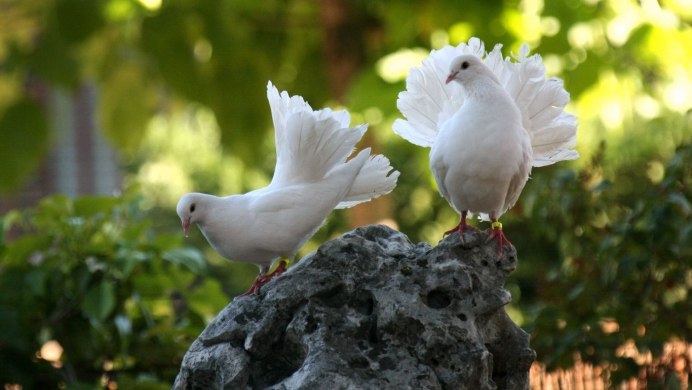 Голуби в природе