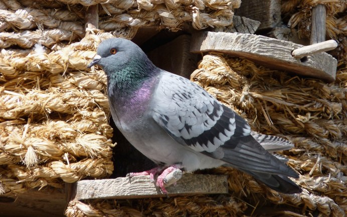 Красивый белый голубь