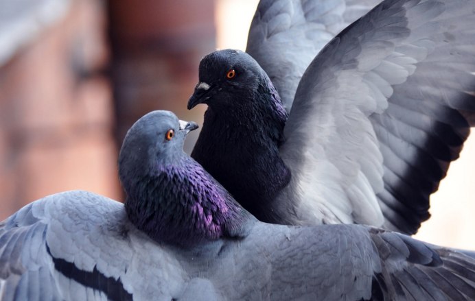 Обои голубь смешные