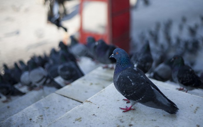 Злой голубь