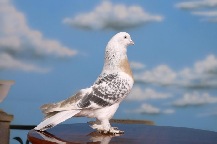 Расим кабутар