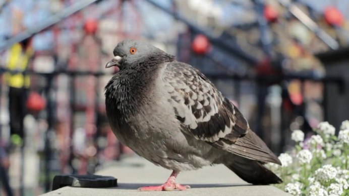 Летающий голубь