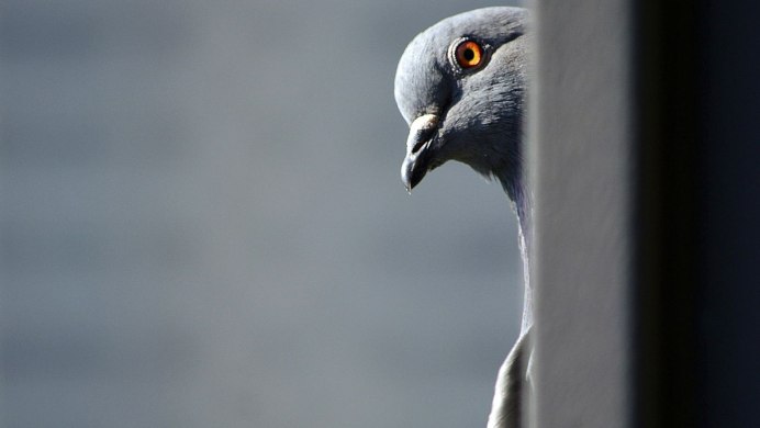 Голубь с распростертыми крыльями