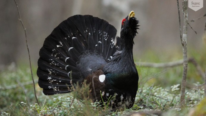 Тетерев - Black Grouse
