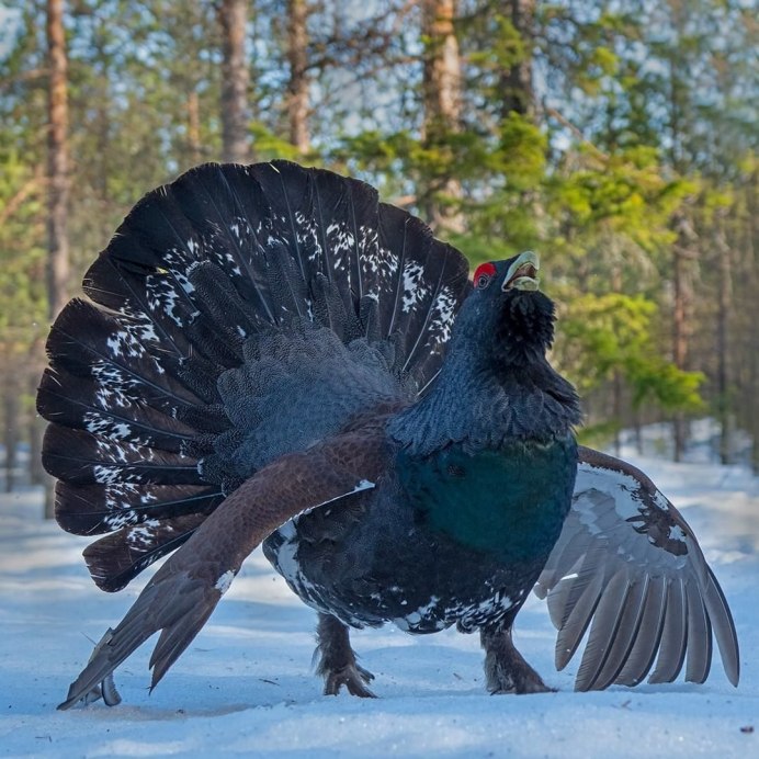 Глухарь (Tetrao urogallus)