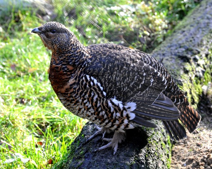Глухарь - Capercaillie