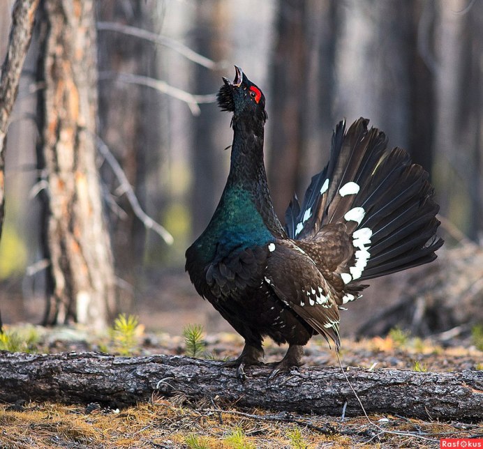 Глухарь - Capercaillie