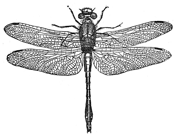 Мотылек с белыми крыльями