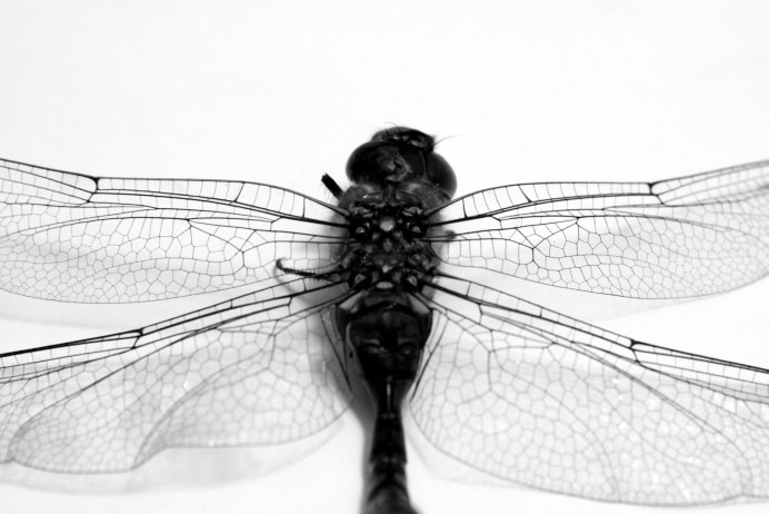 Брошь из бисера белая