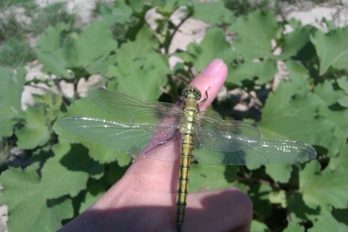 Автор белой Стрекозы любви 2020