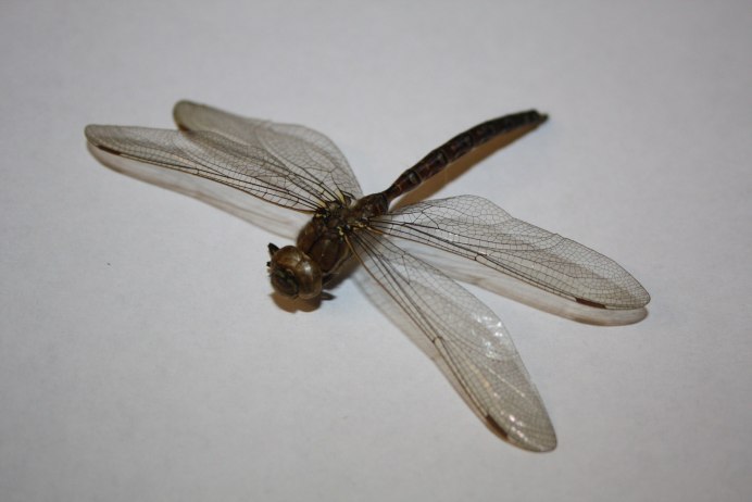 Николай Воронов белая Стрекоза