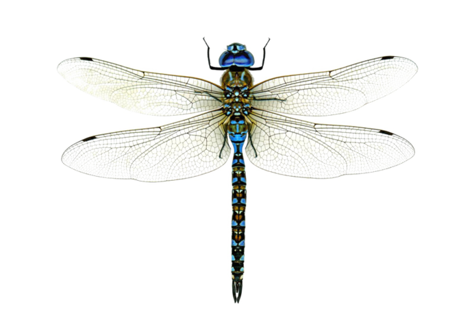 Драгонфлай Стрекоза