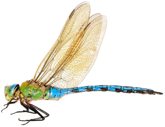 Николай Воронов Галкин