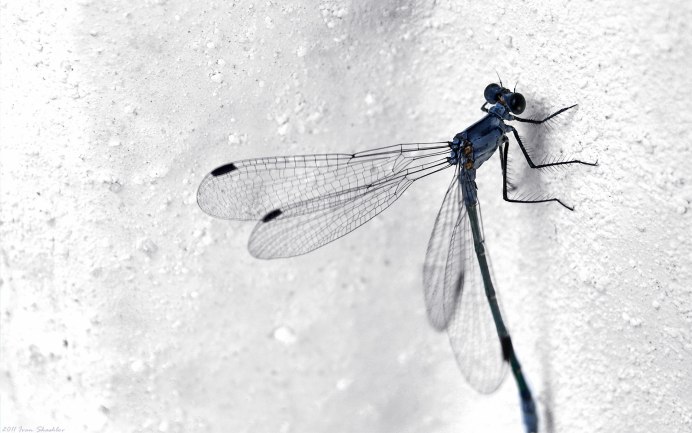 Насекомые Стрекоза Северной Ирландии