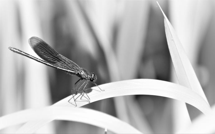 Крылья Стрекозы