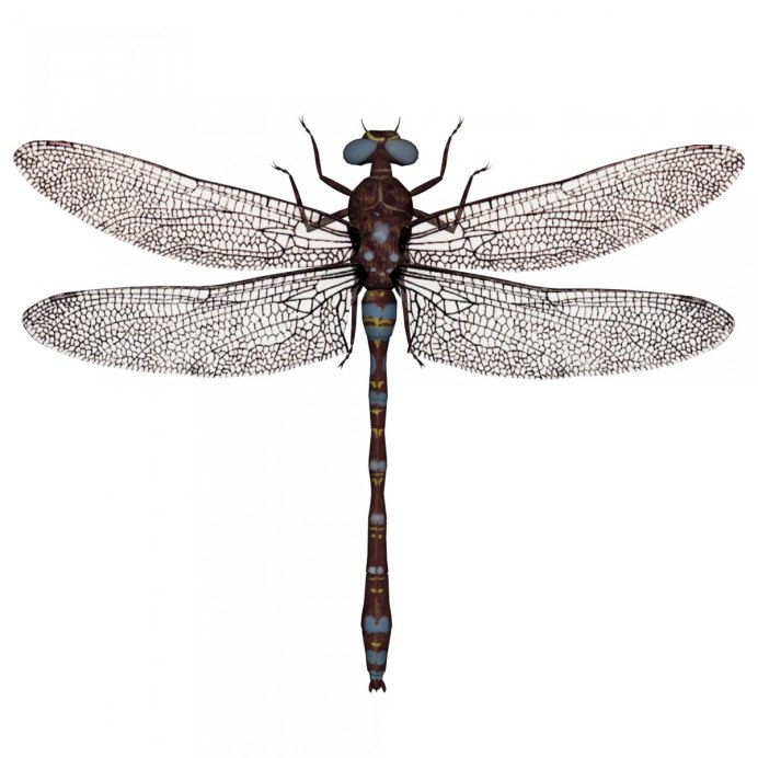 Стрекоза в графике