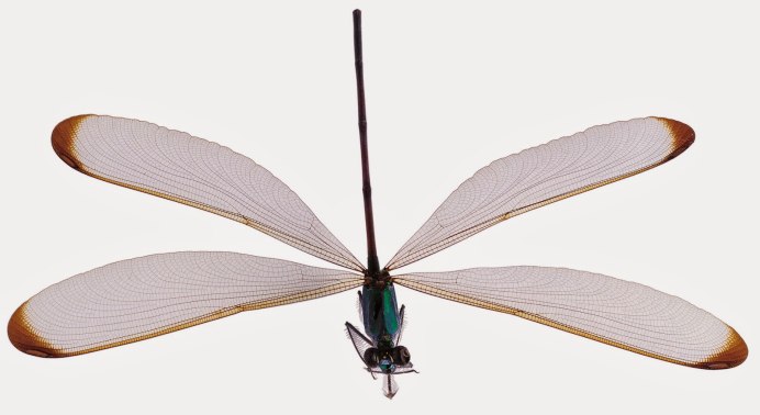 Белая Стрекоза любви Николай Воронов