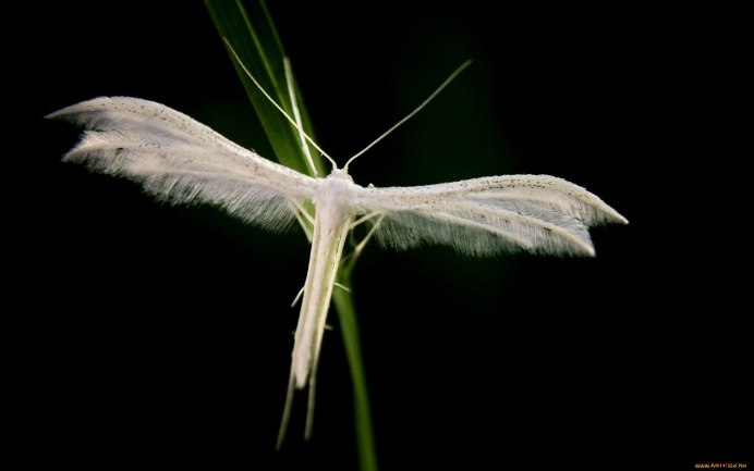 Белая Стрекоза фото