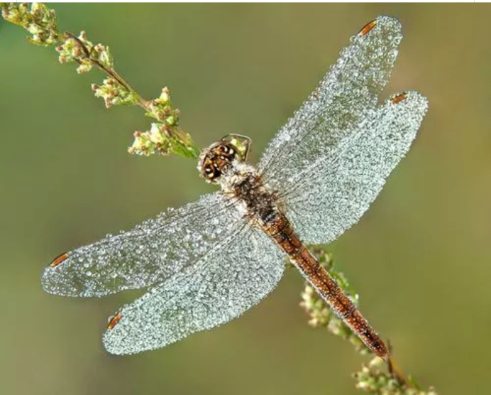Драгонфлай Стрекоза