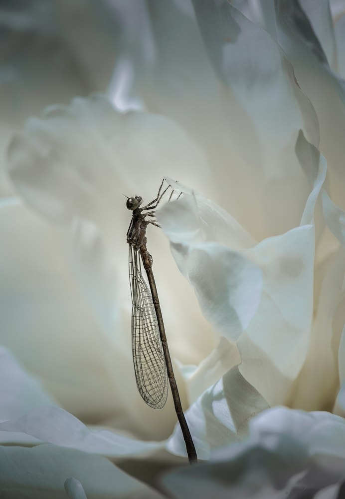 Драгонфлай Стрекоза