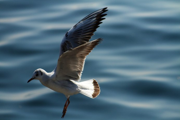 Серебристая Чайка Larus argentatus