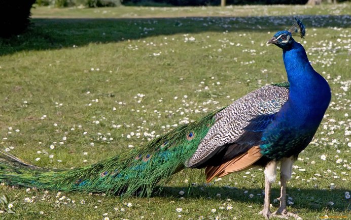 Vil Peacock