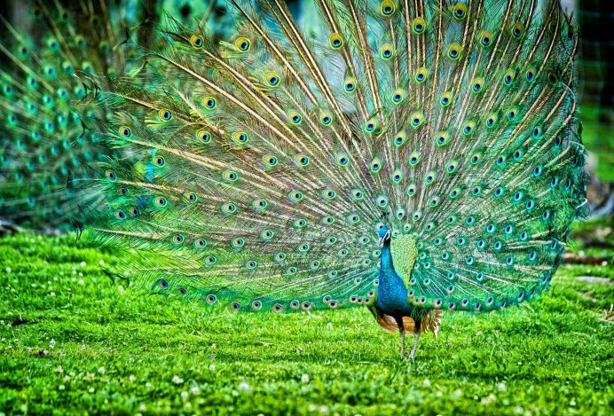 Индийский Павлин / Pavo cristatus