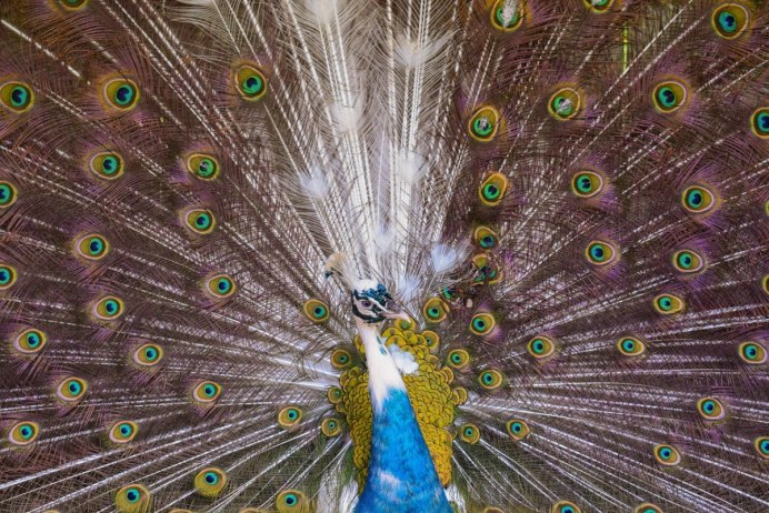 Павлины самка Peacock