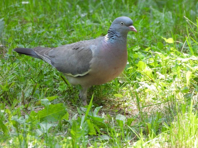 Голубь Columba palumbus
