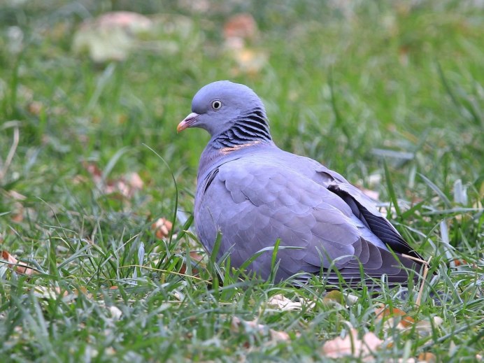 Вяхирь – Columba palumbus l
