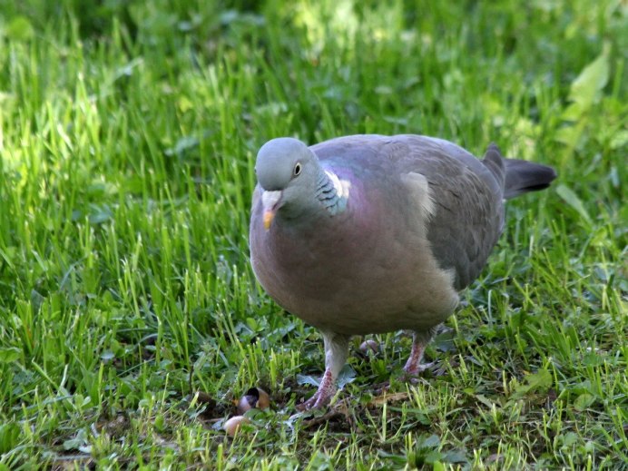 Вяхирь (Columba palumbus)
