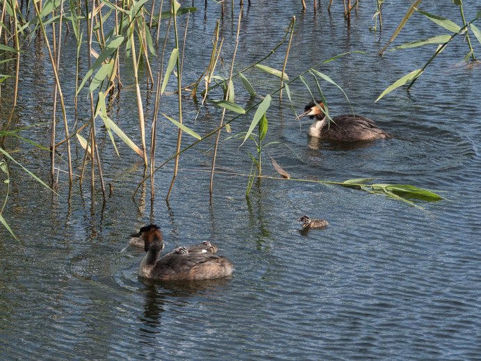 Podiceps cristatus
