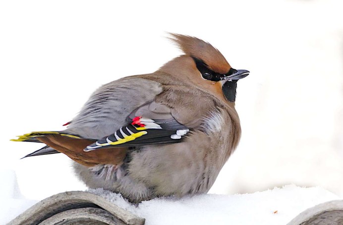 Свиристель на прозрачном фоне