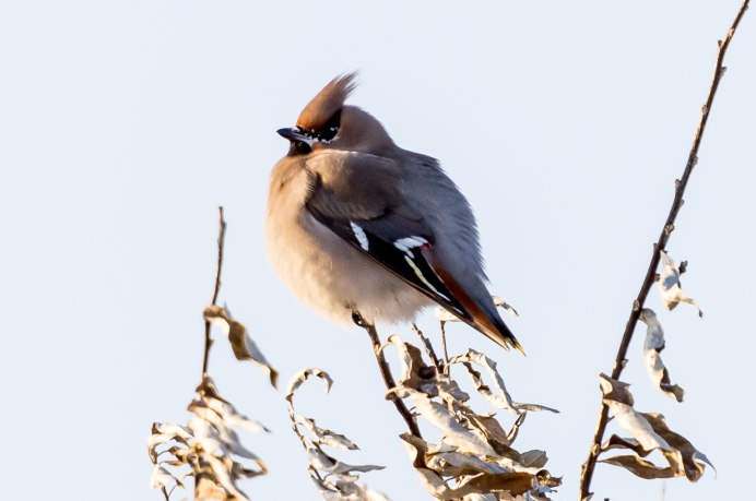 Дрозд свиристель Крымский