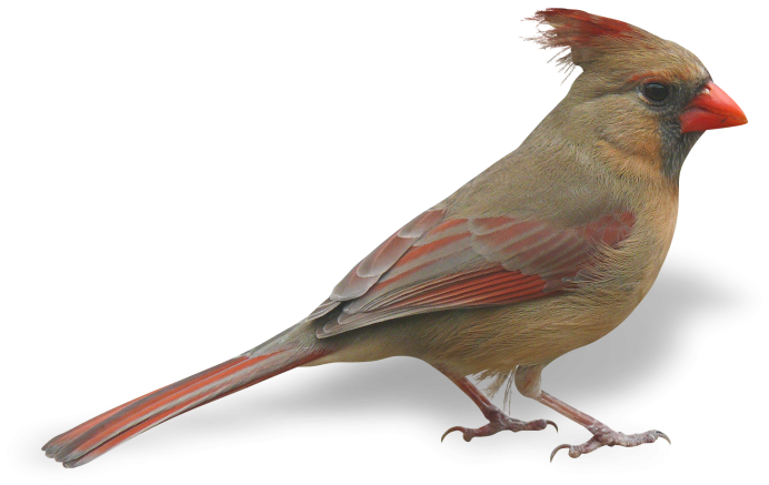 Птица свиристель Сибирский